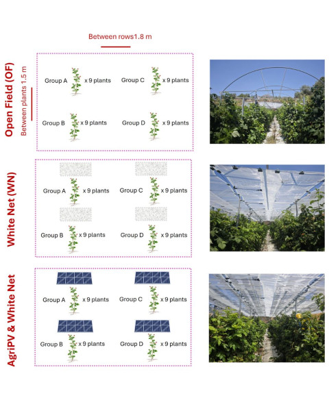 illustration-of-the-experimental-design-and-measurements-conducted-throughout-the-growing-season-in-a-raspberry-field-trial-in-chandria-village-limassol-cyprus-plants-were-grown-under-three-cul.jpg