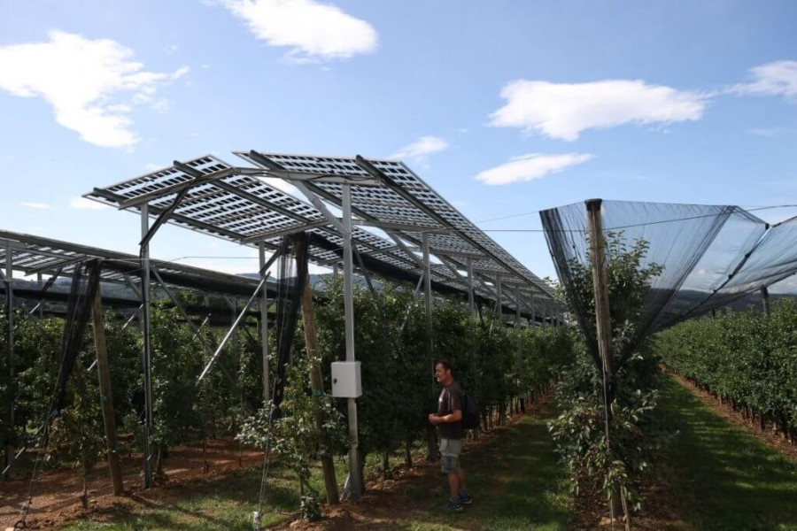 semi-transparent-solar-panels-for-open-field-crops.jpeg