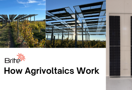 How agrivoltaics work: Solar panels above crops allow electricity generation while farming continues underneath, creating a dual-use agricultural system.