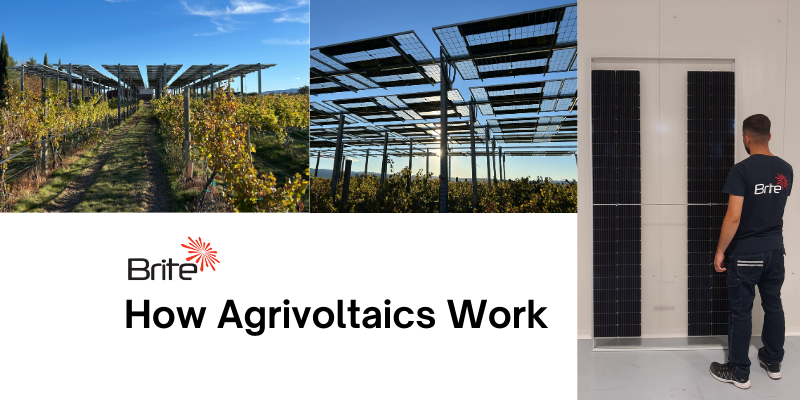 How agrivoltaics work: Solar panels above crops allow electricity generation while farming continues underneath, creating a dual-use agricultural system.