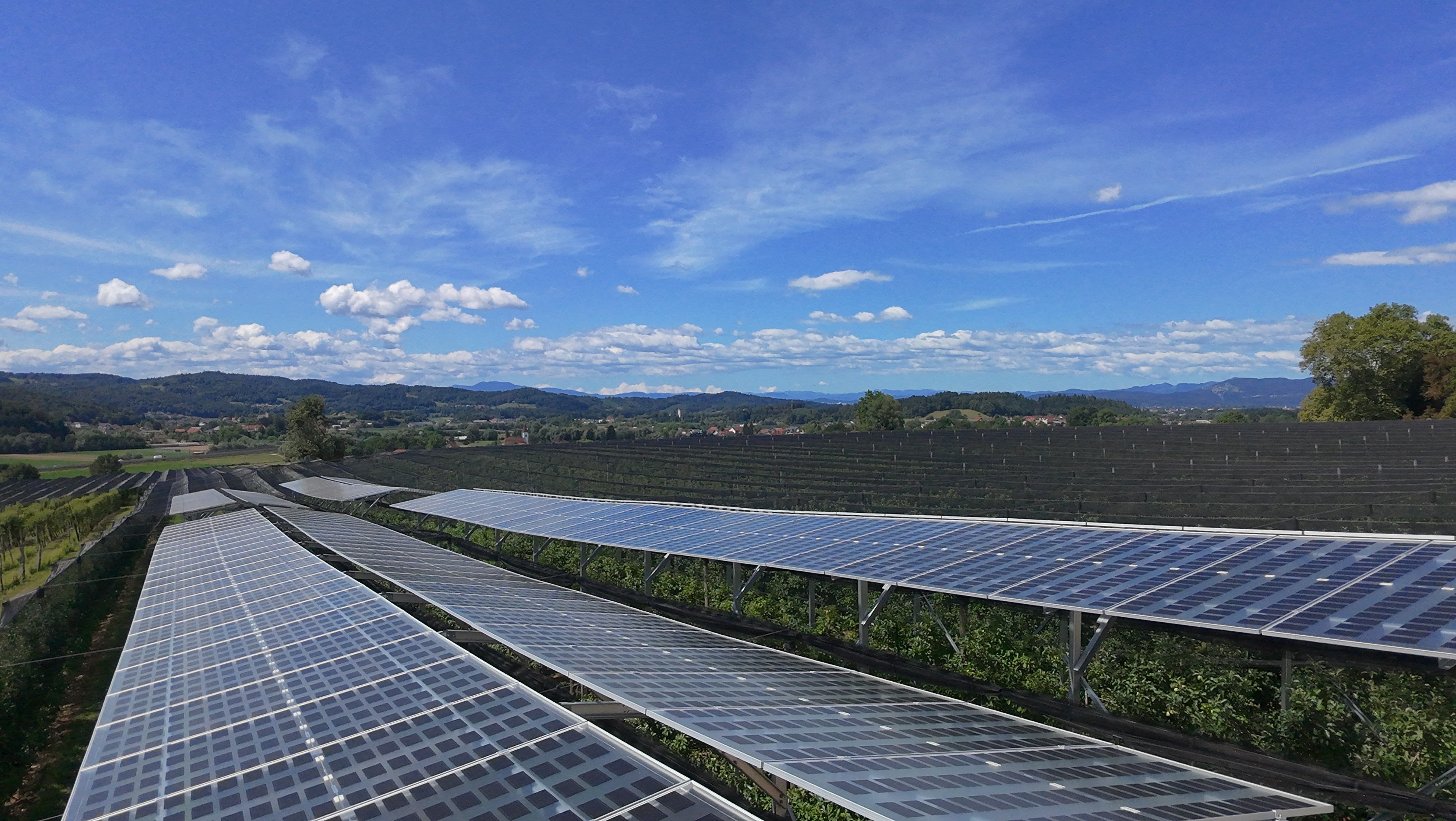 Perspective view of the Agri-PV installation in Slovenia showing apple rows under Brite Solar’s innovative panels.